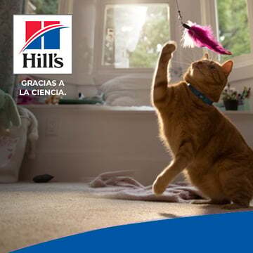 bg-hills-full